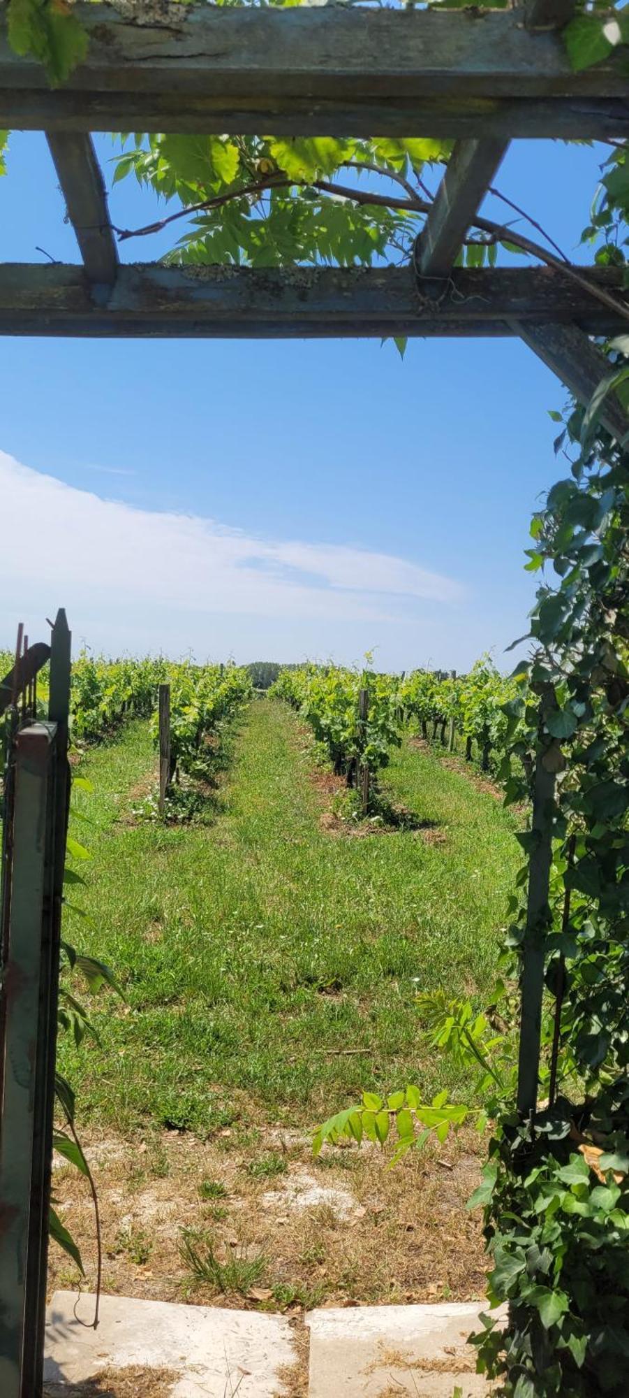 Bed & Breakfast Au Do'mayne Des Bouilles - & Piscine Lussac (Gironde)